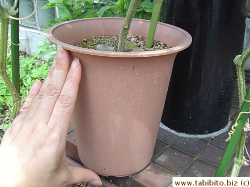I'm surprised this little pot can produce such a huge cherry tomato plant 