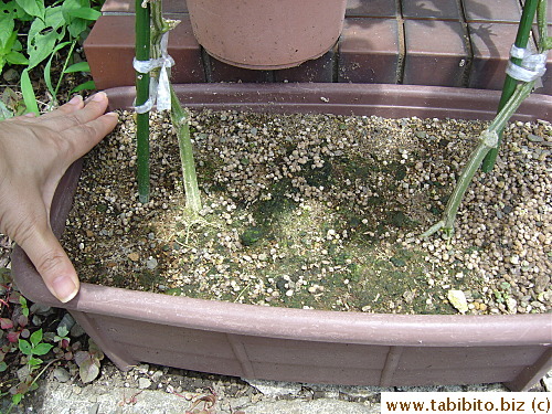 And this little pot supports TWO cucumber plants