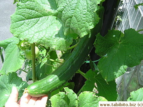 This is the biggest cucumber I've grown