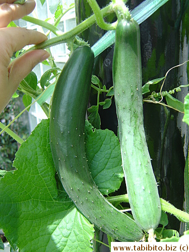 Very productive yield from two plants