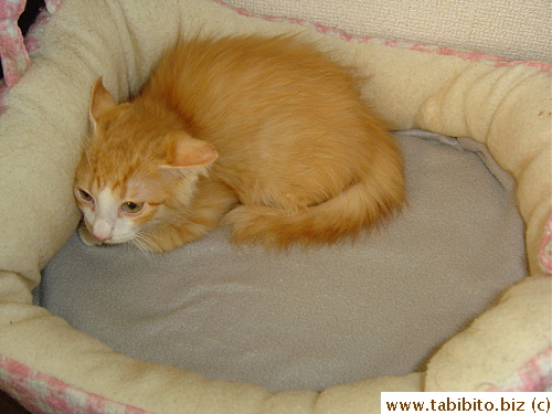 KL didn't want the litterbox to become Efoo's hideout, so he put him in his bed