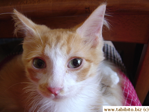 As far as kittens go, he's not the cutest 