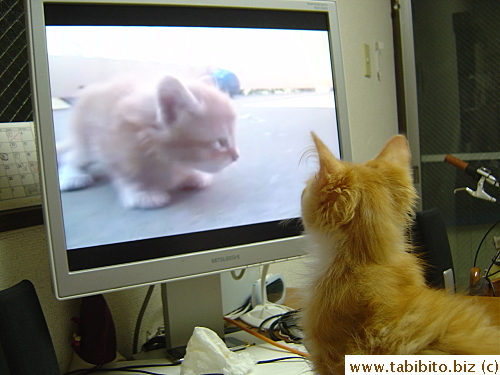 The second night, I put on some YouTube kitten clips for Efoo and he seemed to like them