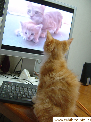Really watched them intensely (and he's been watching animal clips ever since, seriously)