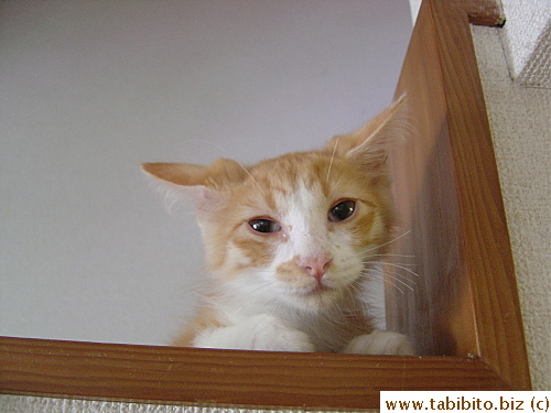 Daifoo used to watch us from the side of the staircase too