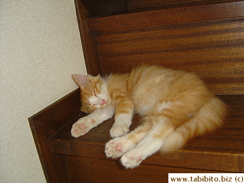 Besides the dining table, the staircase is also his favorite sleeping place