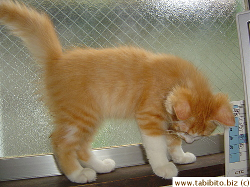 Checking out the window sill