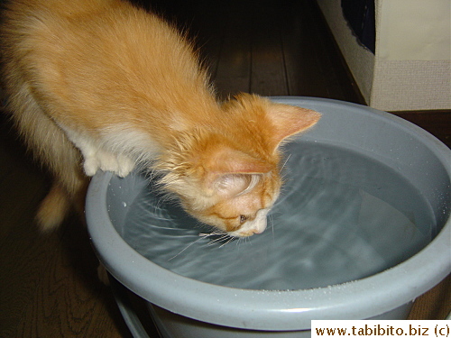 I showed Efoo a big bucket of water to see if he'd like it as much as Daifoo did, and he dug right in, even putting his paw in the water!