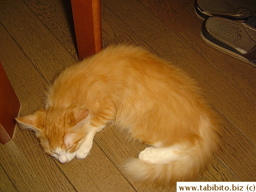 With our bed, his bed, couch, chairs and table to choose from, Efoo sometimes picks the floor to sleep on!