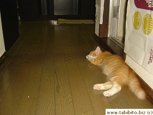 He also likes to plop on the hallway to take a nap