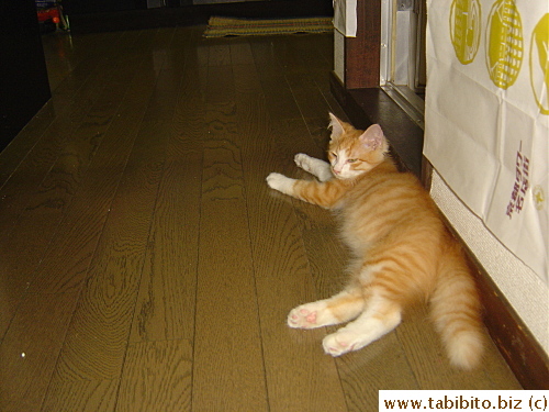 I like his bushy tail which is crooked in two places, so it's always bent!