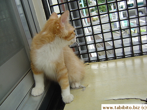 Always ready to flee