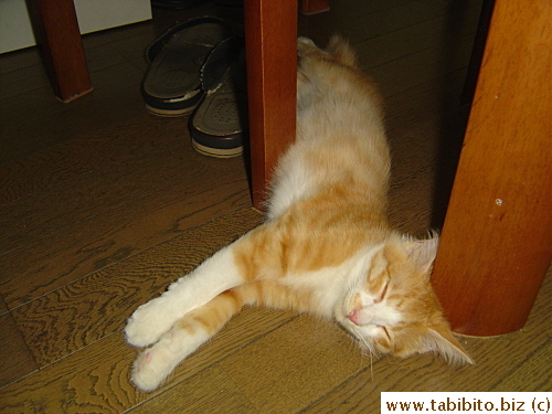 Dangerous place to squeeze in a nap