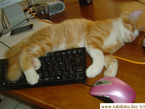 Eventually wants to sleep on top of the keyboard!