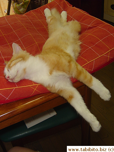 Nearly fell off the table during this nap