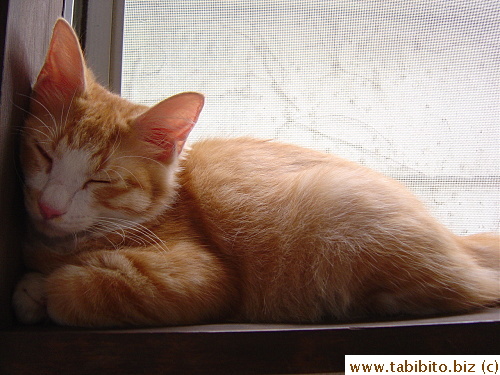 Asleep by the window