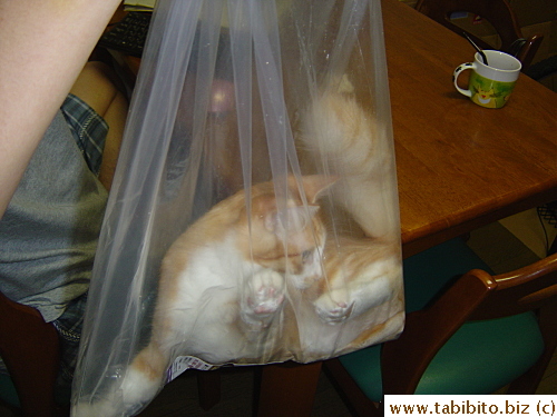 A bag of cat