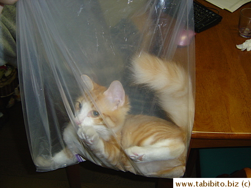 Trapped!