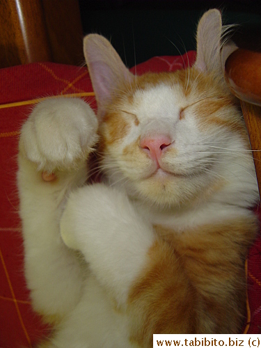 Maneki Neko!! (Japanese beckoning cat)