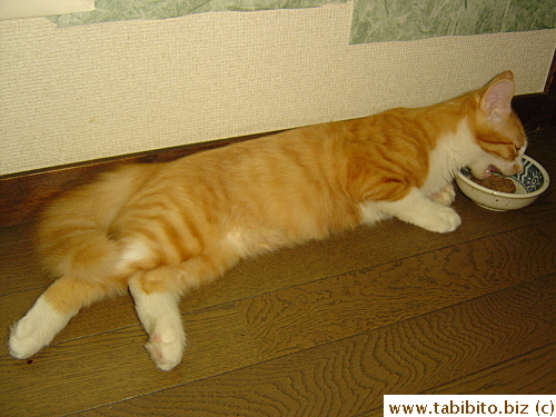 This is one lazy cat!