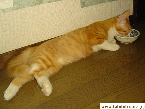 Why bother getting up when you can eat lying down?