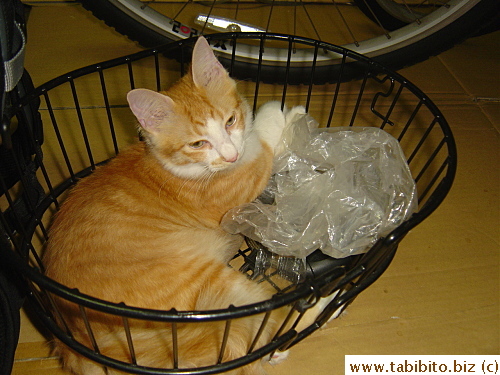 Got the plastic wrap into the basket himself