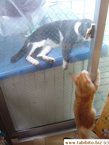 He often slaps our kitten from behind the glass