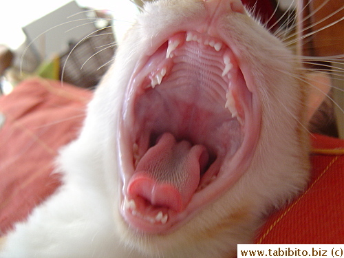 The permanent teeth on the bottom got big too