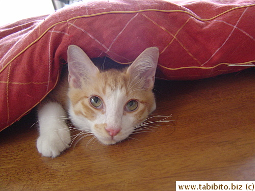 Efoo's taken to napping UNDER the cushion lately