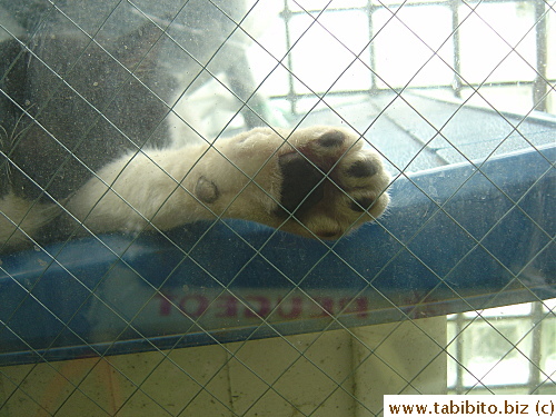 Reminds me of our old dog