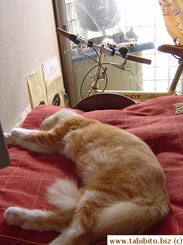 Two cats napping