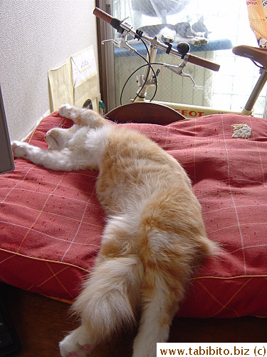 Such a hard life for these cats