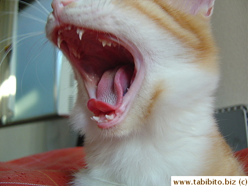 The bottom permanent fangs are growing faster than the top pair