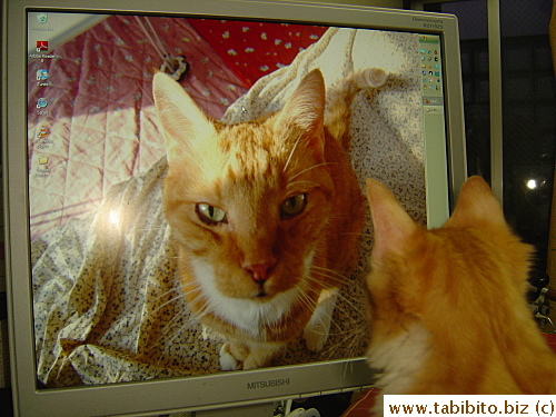 What does Efoo think of Daifoo?