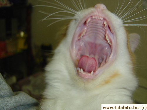 One bottom milktooth fell out (and most probably swallowed)