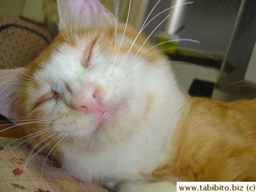 Having an exciting dream?