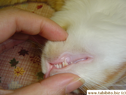 At 5 months 10 days, bottom fangs gone, top pair are almost done growing to replace the baby ones