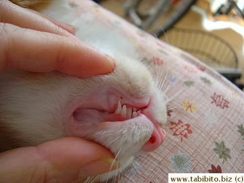The top permanent fang's almost there