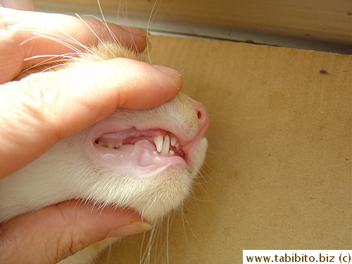Lost the right baby fang at 5 months 16 days