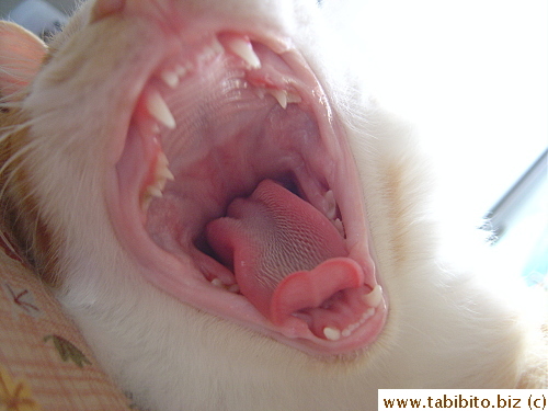 All the baby fangs are gone by 5 months and 17 days
