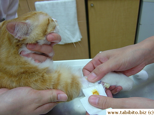 IV being removed