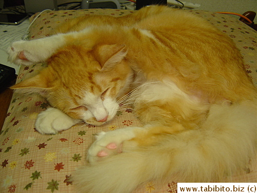 The wound must be so sore that he slept like this the first night