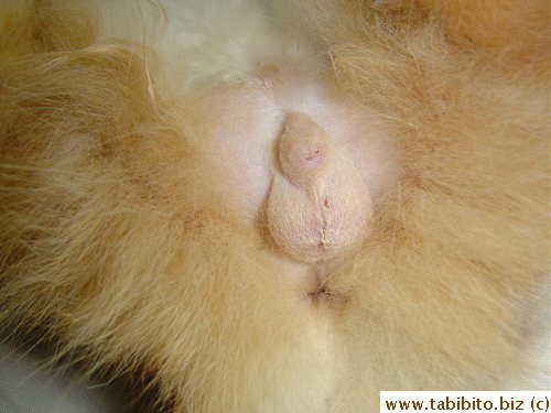 Doesn't look like anything was removed from the testicles