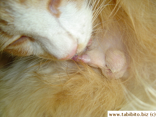 Licking helps to heal the incision