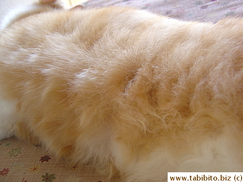 Fine soft belly hair