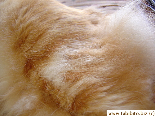 Small white patch on the left thigh