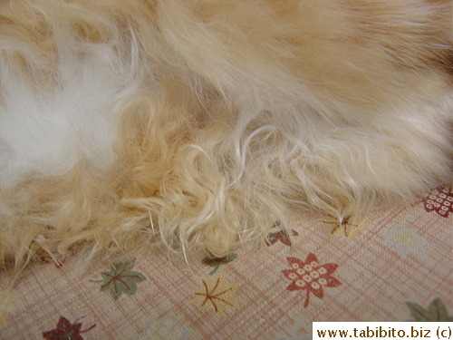 Very curly hair in the lower abdomen