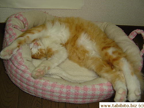 his stretched body doesn't fit the bed well