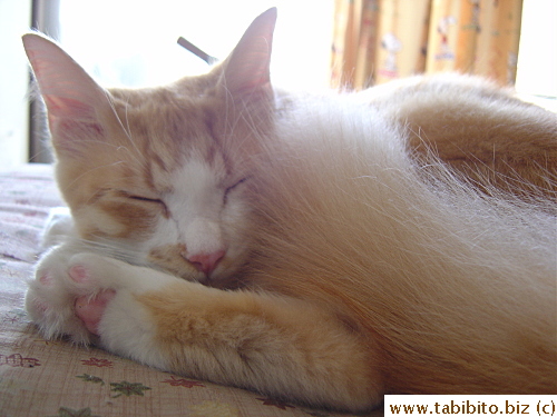 The fur on the back of his lower legs is very thick and plush like a thick carpet