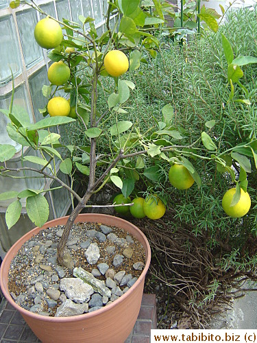 Our prolific lemon tree